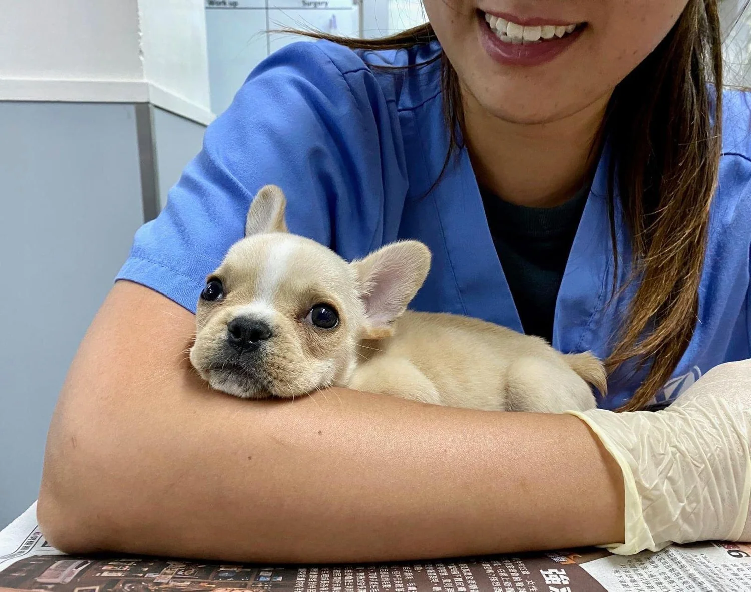 Home — Victoria 24hr Veterinary Hospital