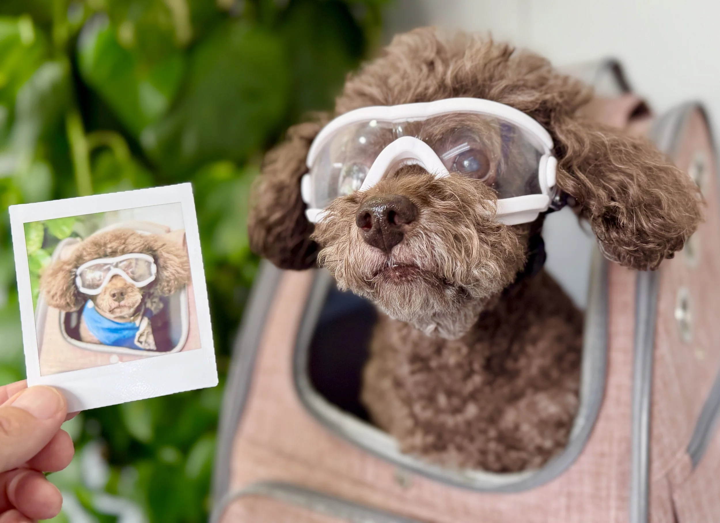 A brown curly-haired toy poodle wearing safety goggles is inside a dog bag.  A hand is holding a photo of the same dog wearing goggles, showing the dog in the same setting.