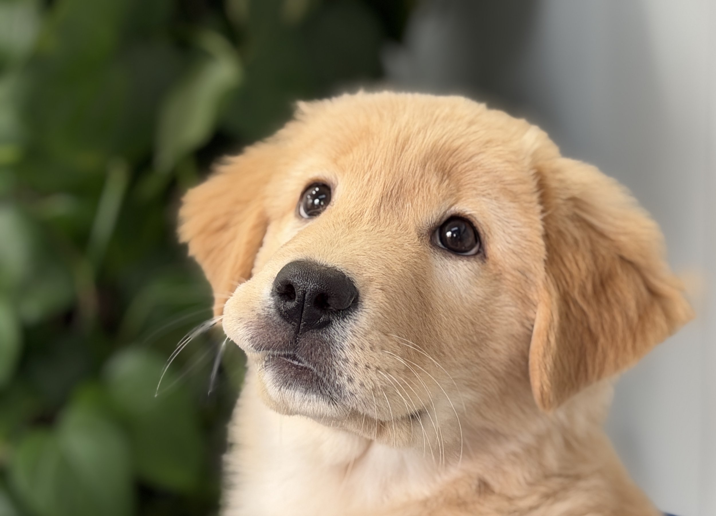 Close-up of a light brown gold retriever puppy with dark eyes and black nose.