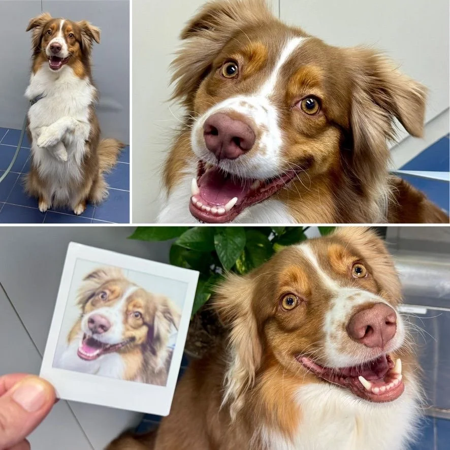 A brown and white Australian Shepherd dog with a happy expression, large ears, and light-colored eyes, shown standing on a blue-tiled floor, close-up of its face, and holding a small printed photo of itself.