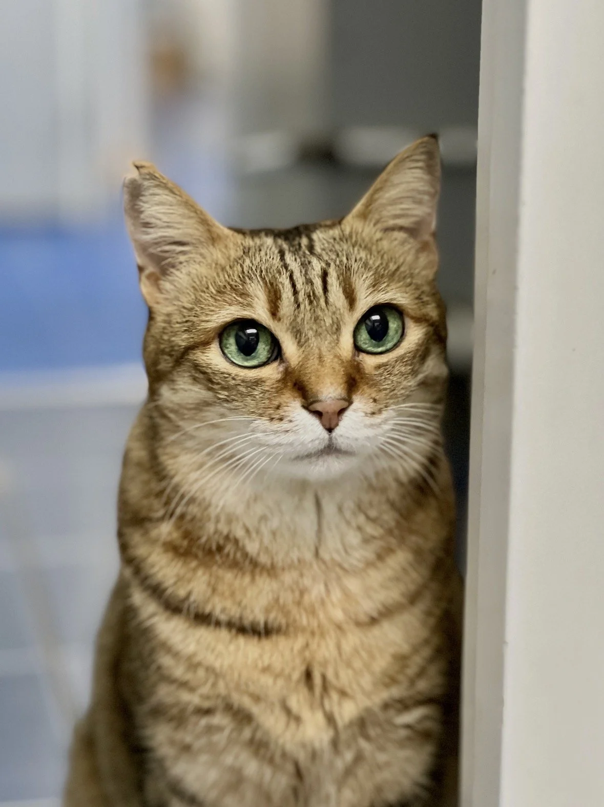 A close-up of a tabby cat Mimee with green eyes peering out from behind a wall.