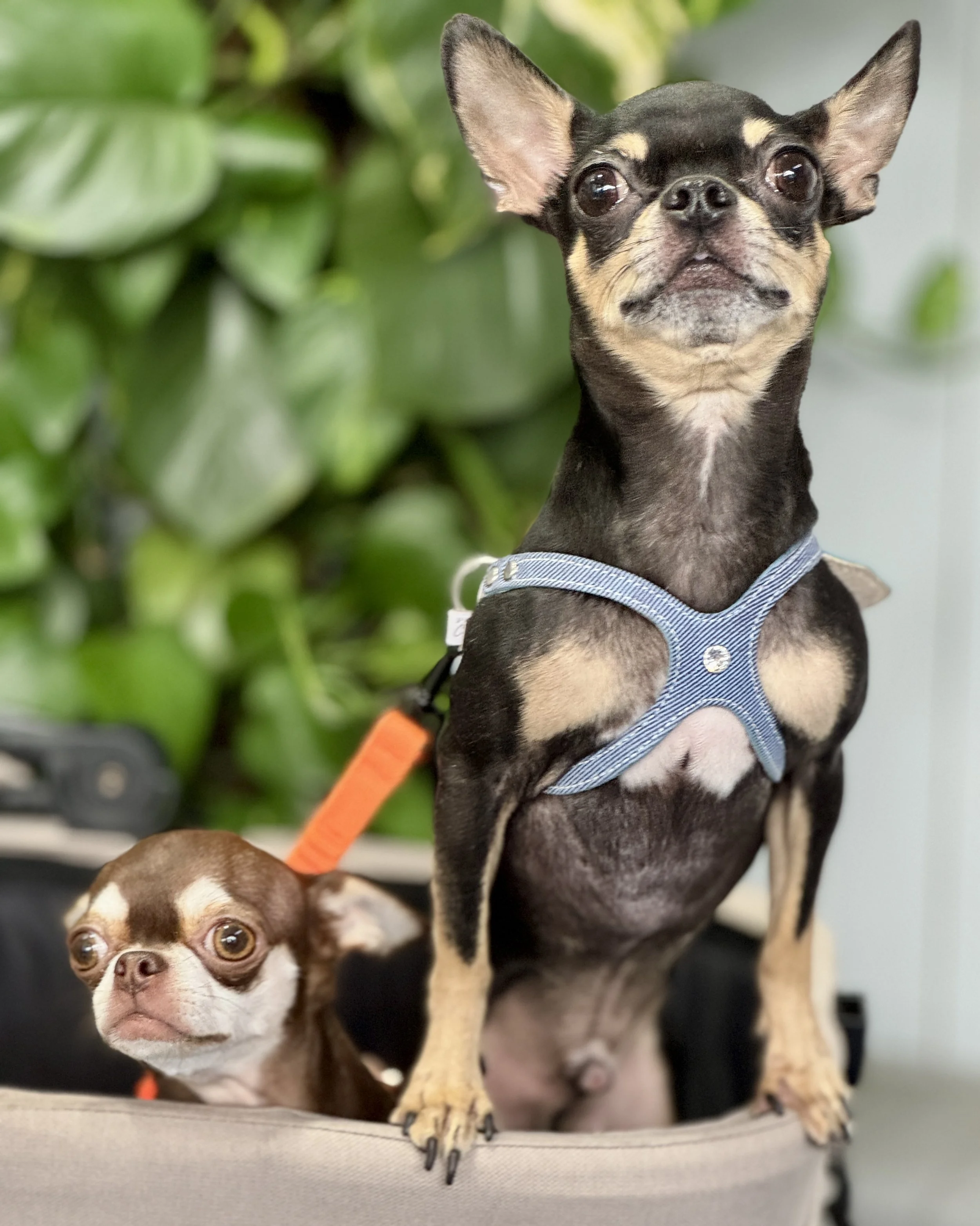Two small dogs, one black and tan chihuahua with large ears and wearing a blue harness, and the other brown and white chihuahua with big eyes, are sitting together in an trolley on a light-colored surface with green leafy plants in the background.