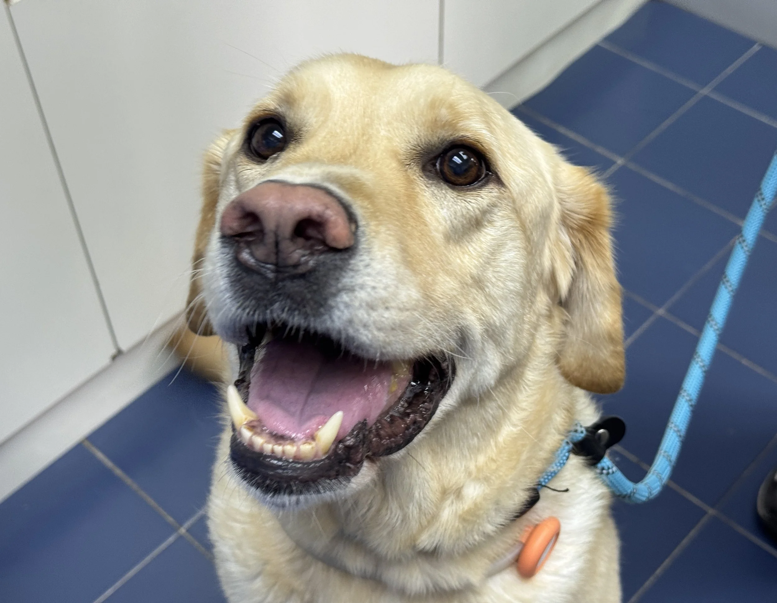 Close-up of a yellow Labrador Retriever dog with a happy expression, open mouth, and visible teeth, wearing a blue harness and leash, in a consultation room.