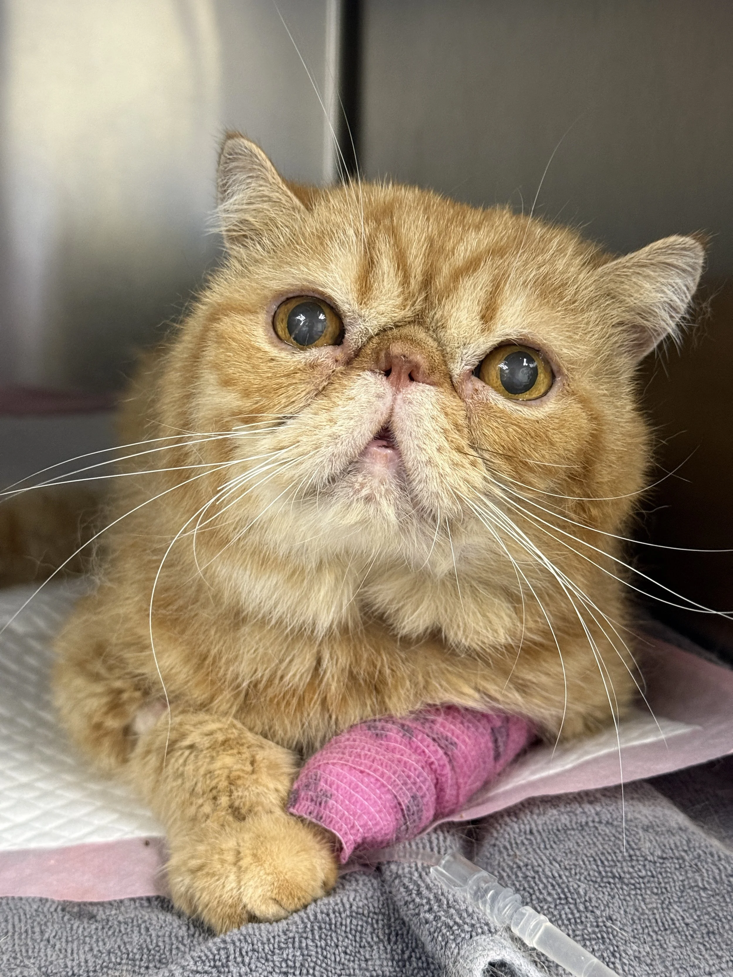Close-up of a exotic cat with a flat face, large yellow eyes, and a pink nose, lying on a gray fabric surface with a pink cloth underneath, connected to an intravenous (IV) tube near its paw.
