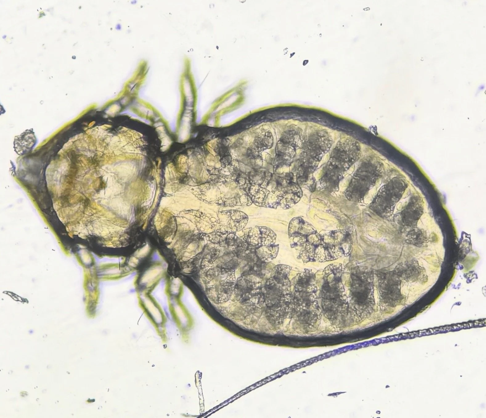 Skin smears or scrapes to check for infections or parasites.