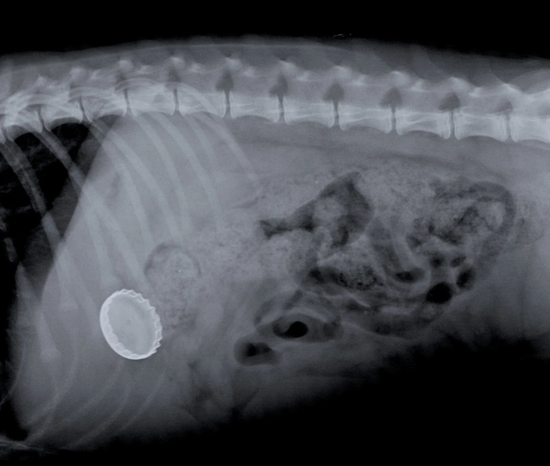 X-ray image of a dog's abdomen showing a foreign body.