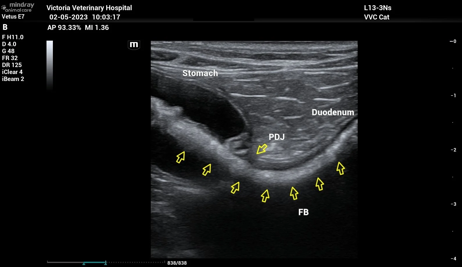 Ultrasound image of a cats abdomen showing the stomach, duodenum, PDJ, and FB, with yellow arrows pointing to specific areas.