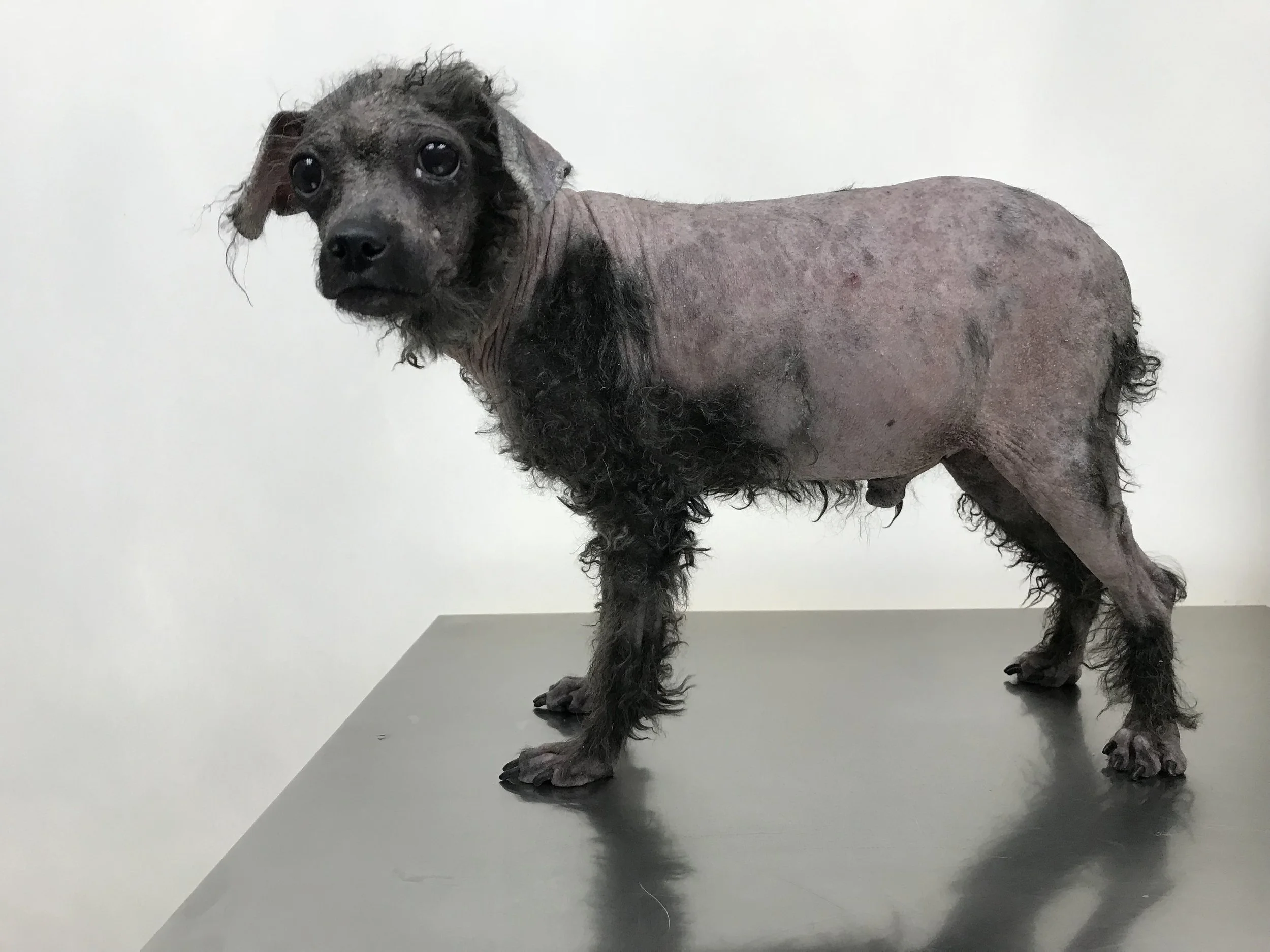A dog with hair loss and skin issues standing on a table in front of a plain white background.