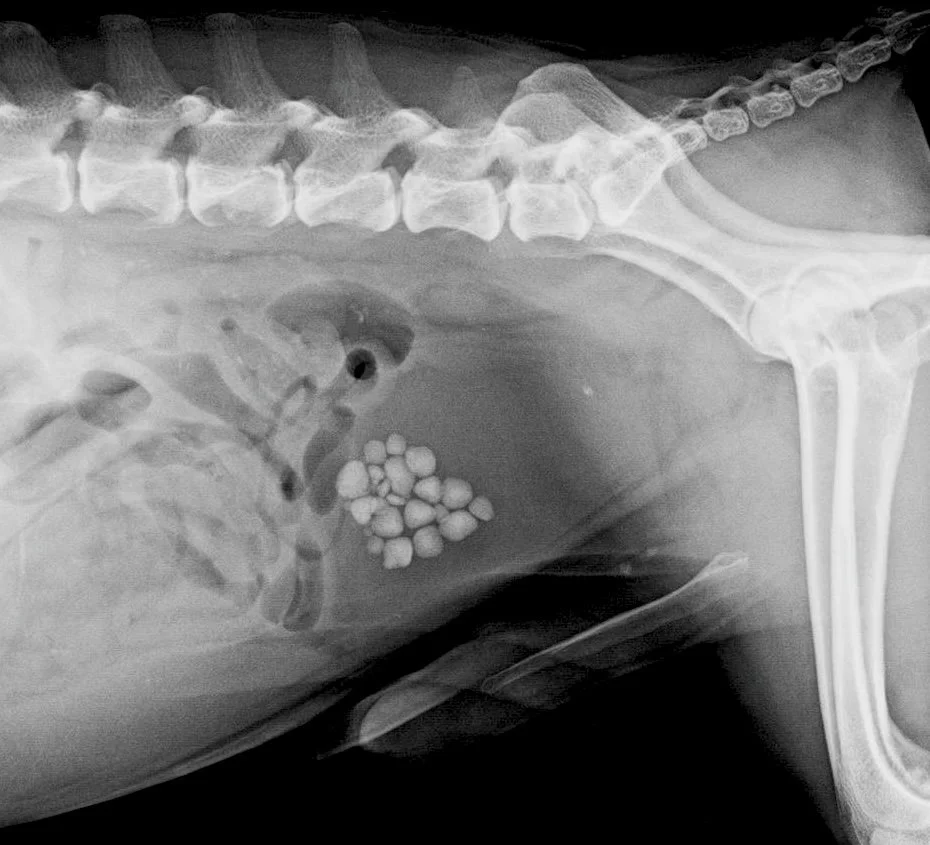 X-ray image showing the side view of an animal's abdomen with a group of stones or calculi in the bladder