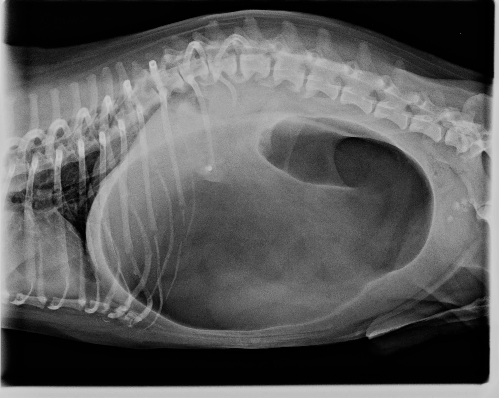 X-ray image of a dog with twisted stomach. 