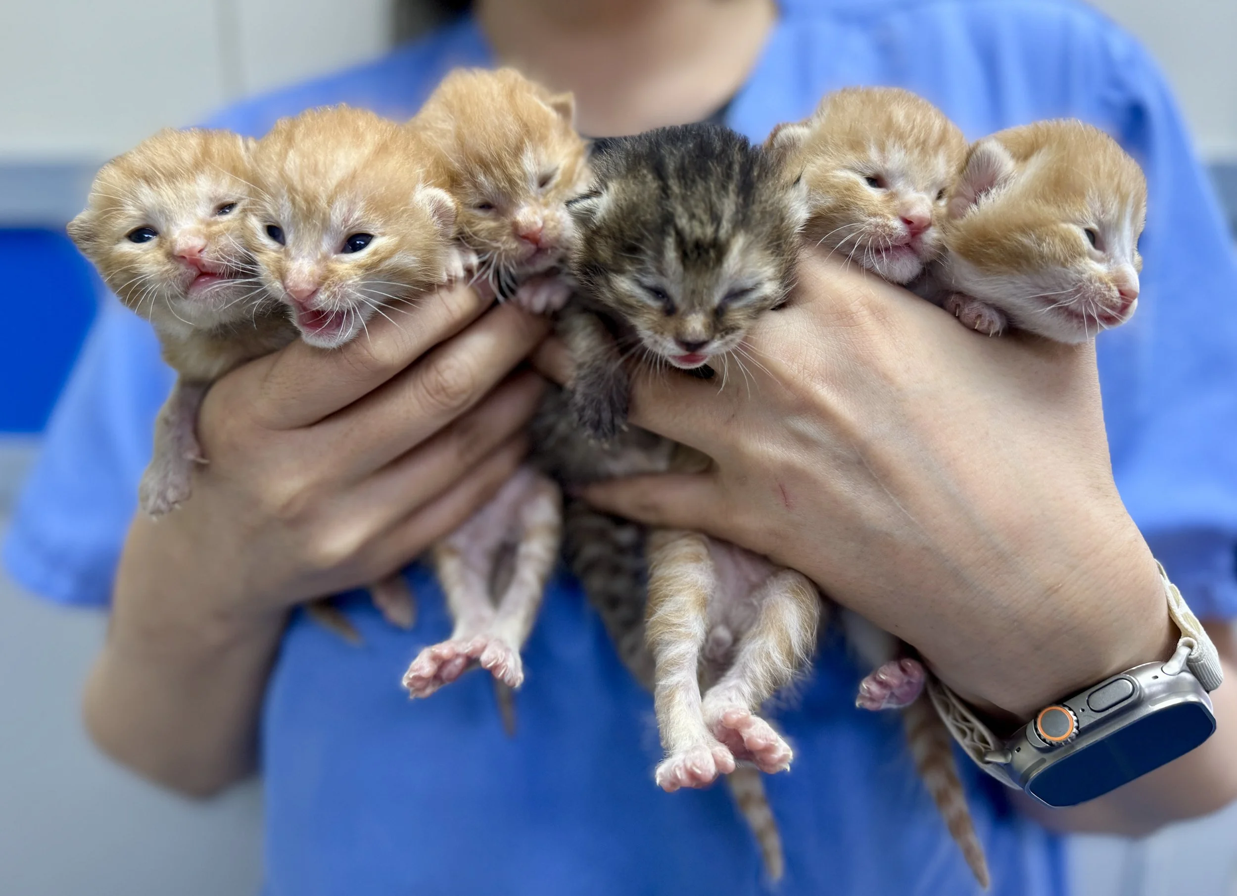 A person holding several tiny kittens with closed or partly open eyes. The person is wearing a blue shirt and a silver watch. The background is blurred.
