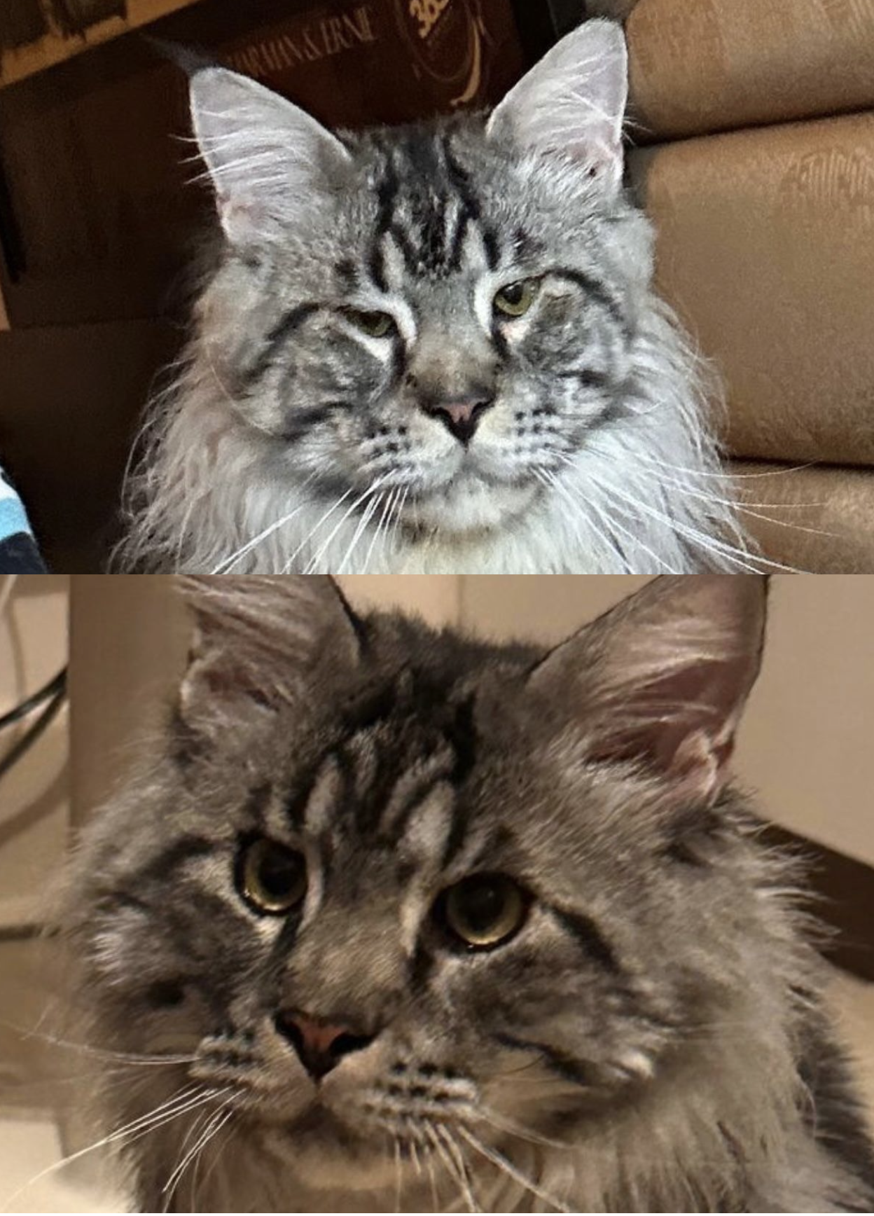Close-up photos of two cats with striped fur, one in each part of the collage.