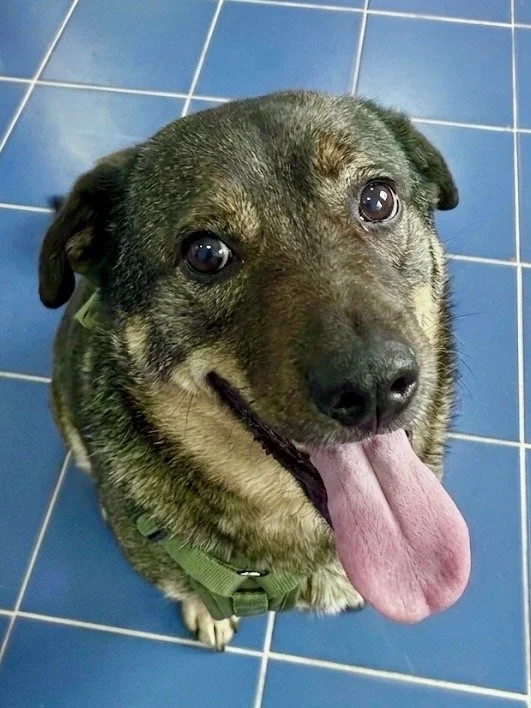 A happy dog with a wide smile, sticking its tongue out, sitting on a blue tiled floor who had a TPLO surgery to fix the leg.