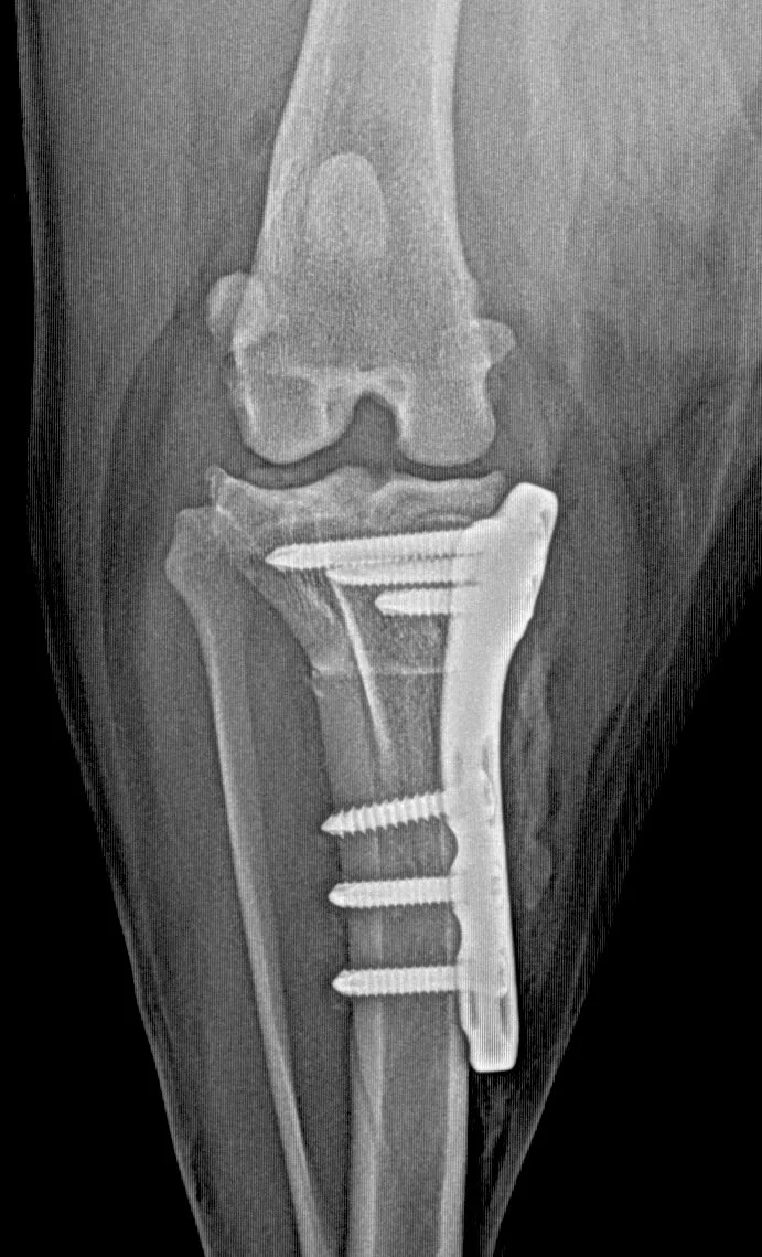 X-ray image showing a knee with a metal prosthesis and screws, a TPLO performed knee.
