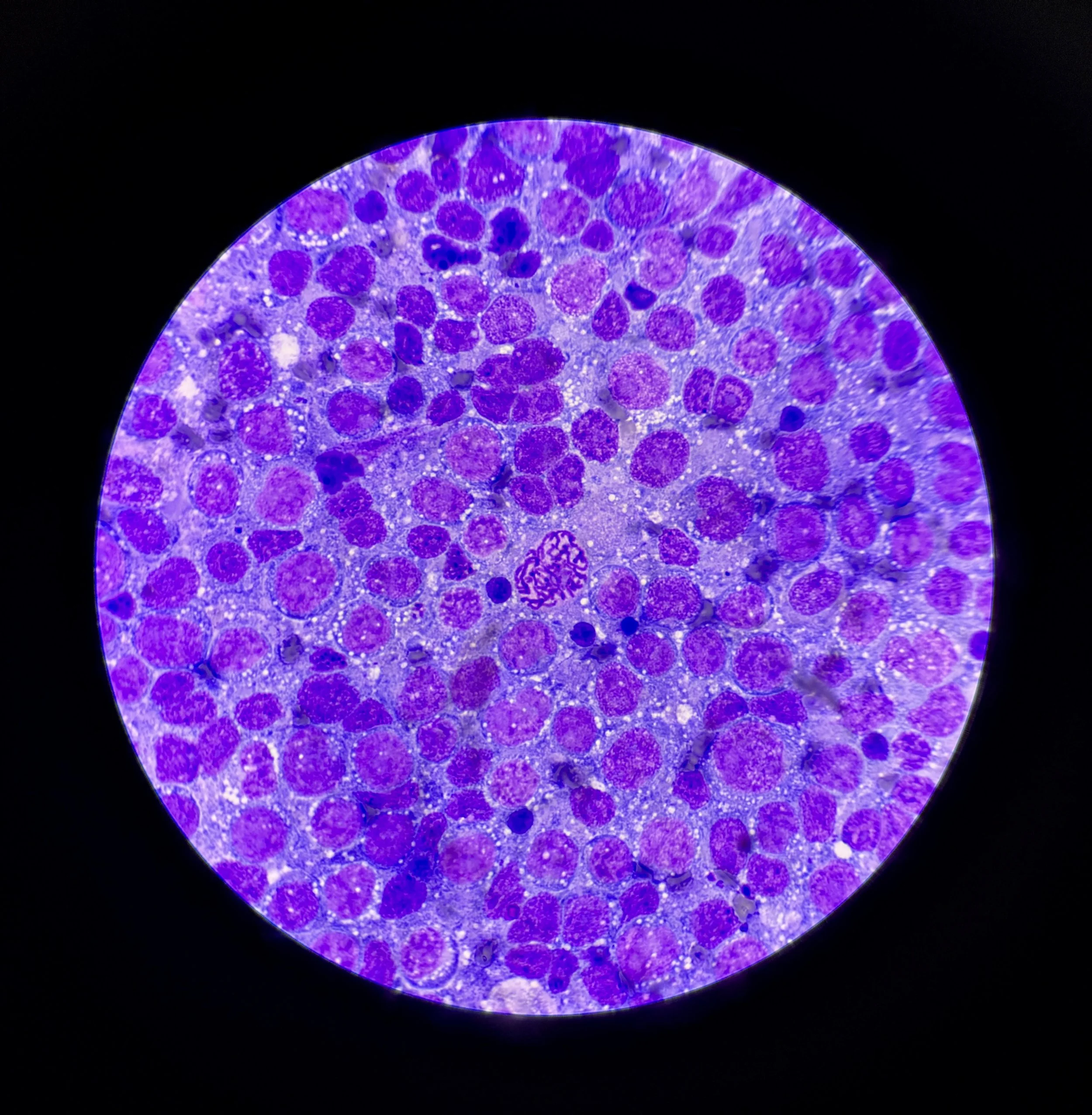 Close-up view of a microscopic cellular structure illuminated in purple under a microscope.