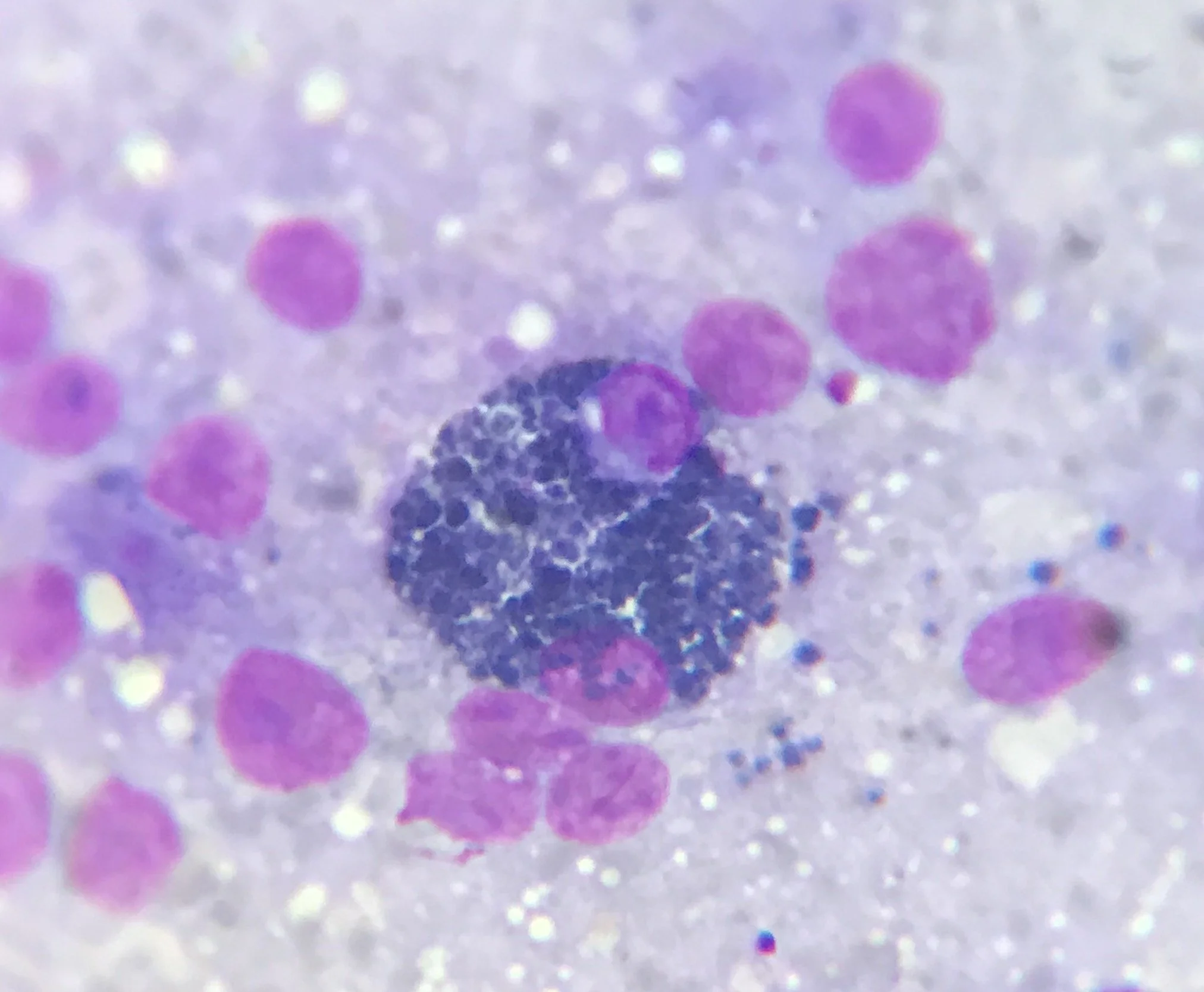 Close-up view of a microscopic view of different type of cells in red and purple.