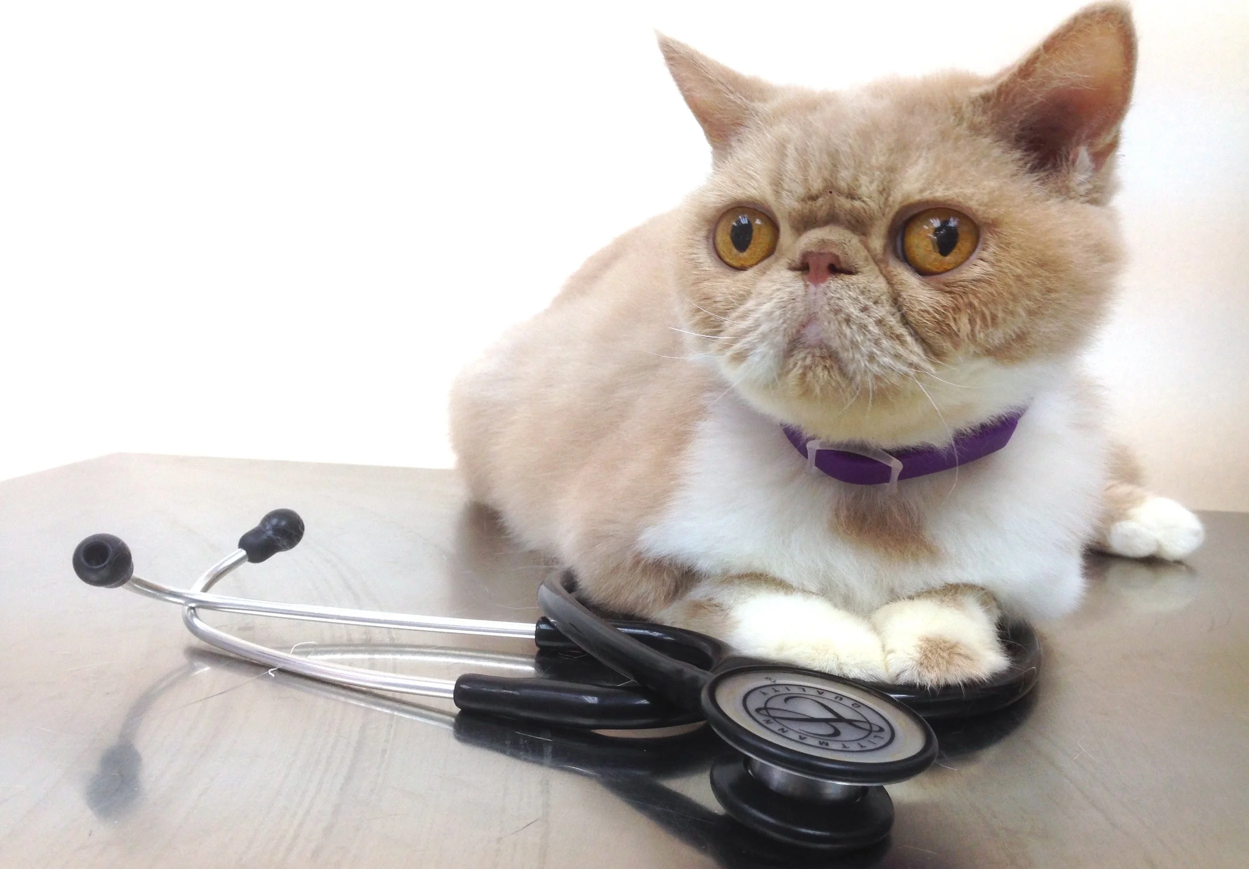 A exotic cat with amber eyes wearing a purple collar, sitting on a medical table surrounded by stethoscopes.