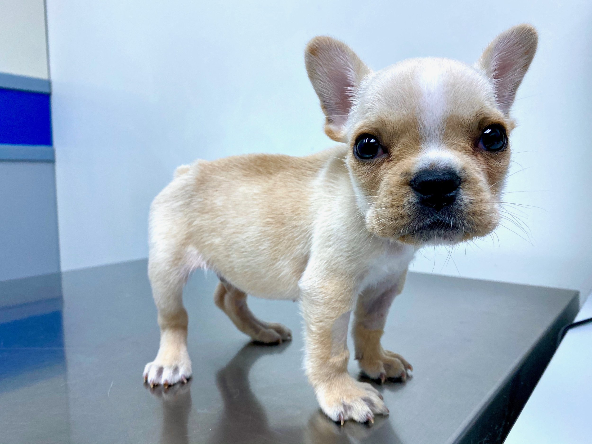 Close-up of a french bulldog puppy with tan and white fur, standing on a consultation table with a plain light background.