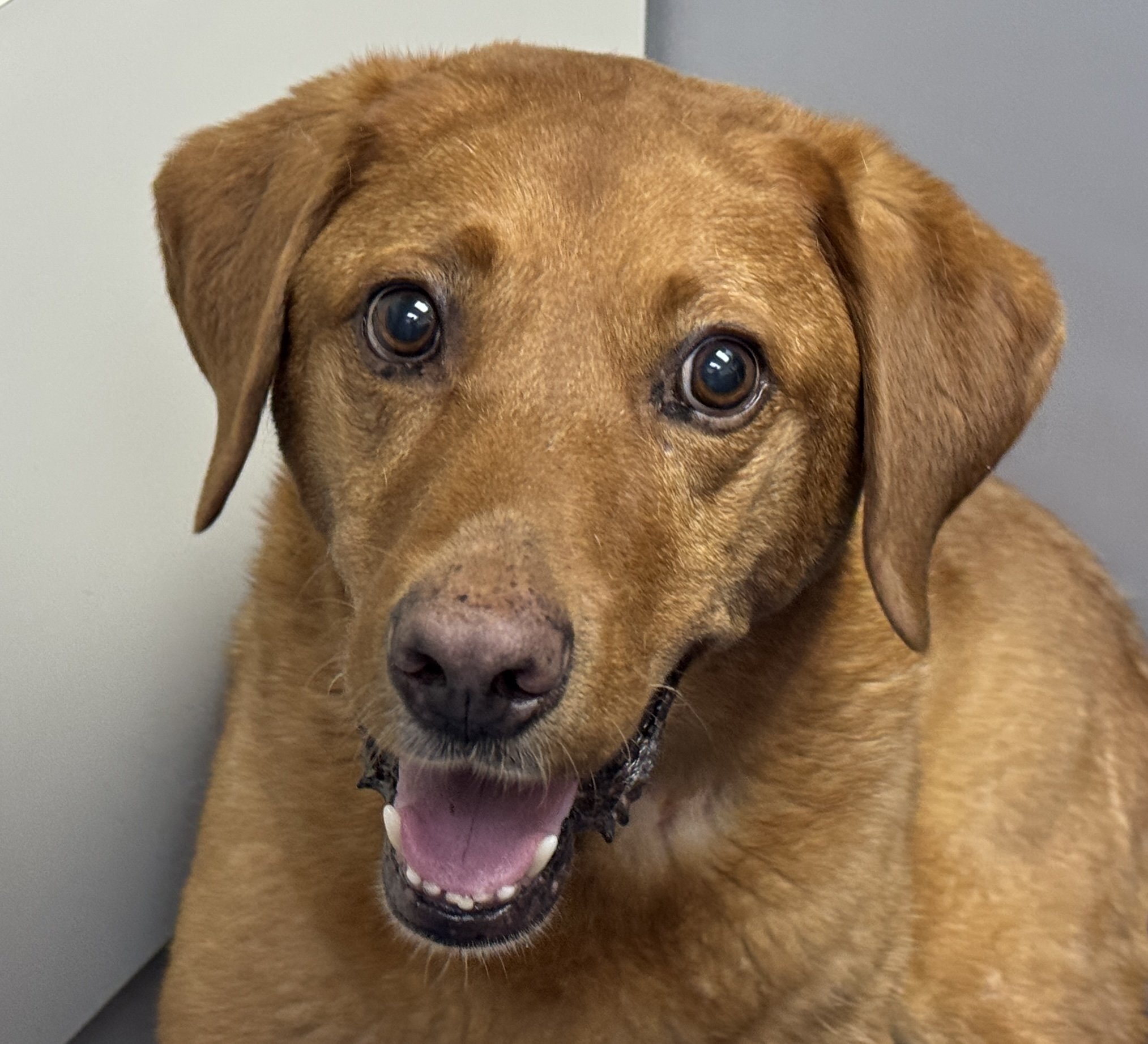 Close-up of a brown coloured mongrel dog with floppy ears, showing a cheerful expression with an open mouth and visible tongue.