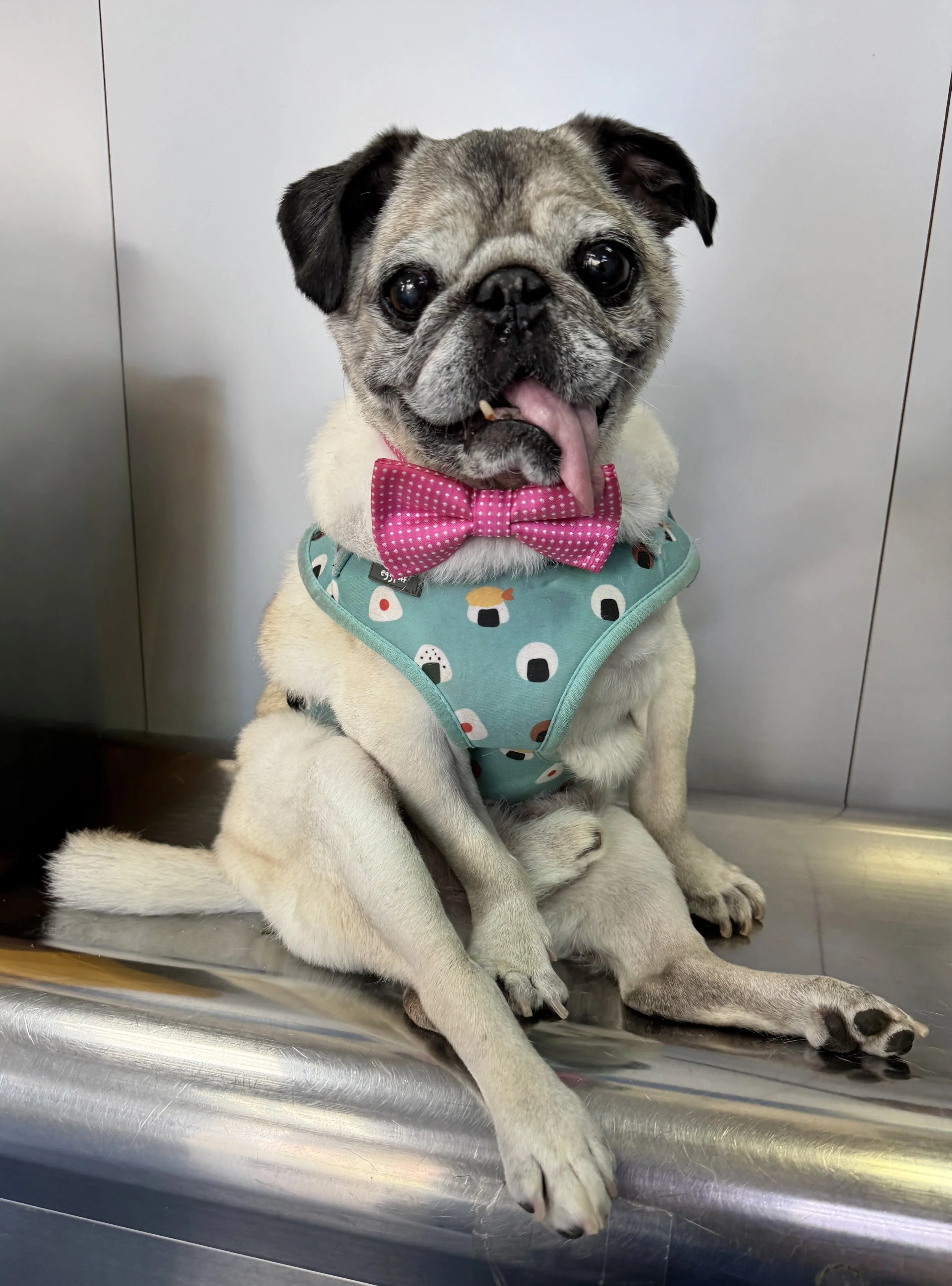 A cute pug dog with a pink polka dot bow tie and a colorful bandana sitting on a bench with its tongue sticking out.