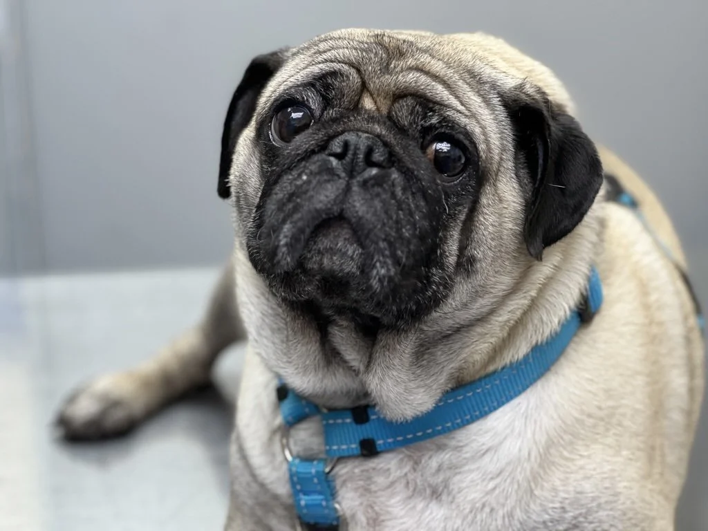A close-up of a fawn-colored pug dog with a wrinkled face, big dark eyes, and a short black nose, wearing a blue harness.