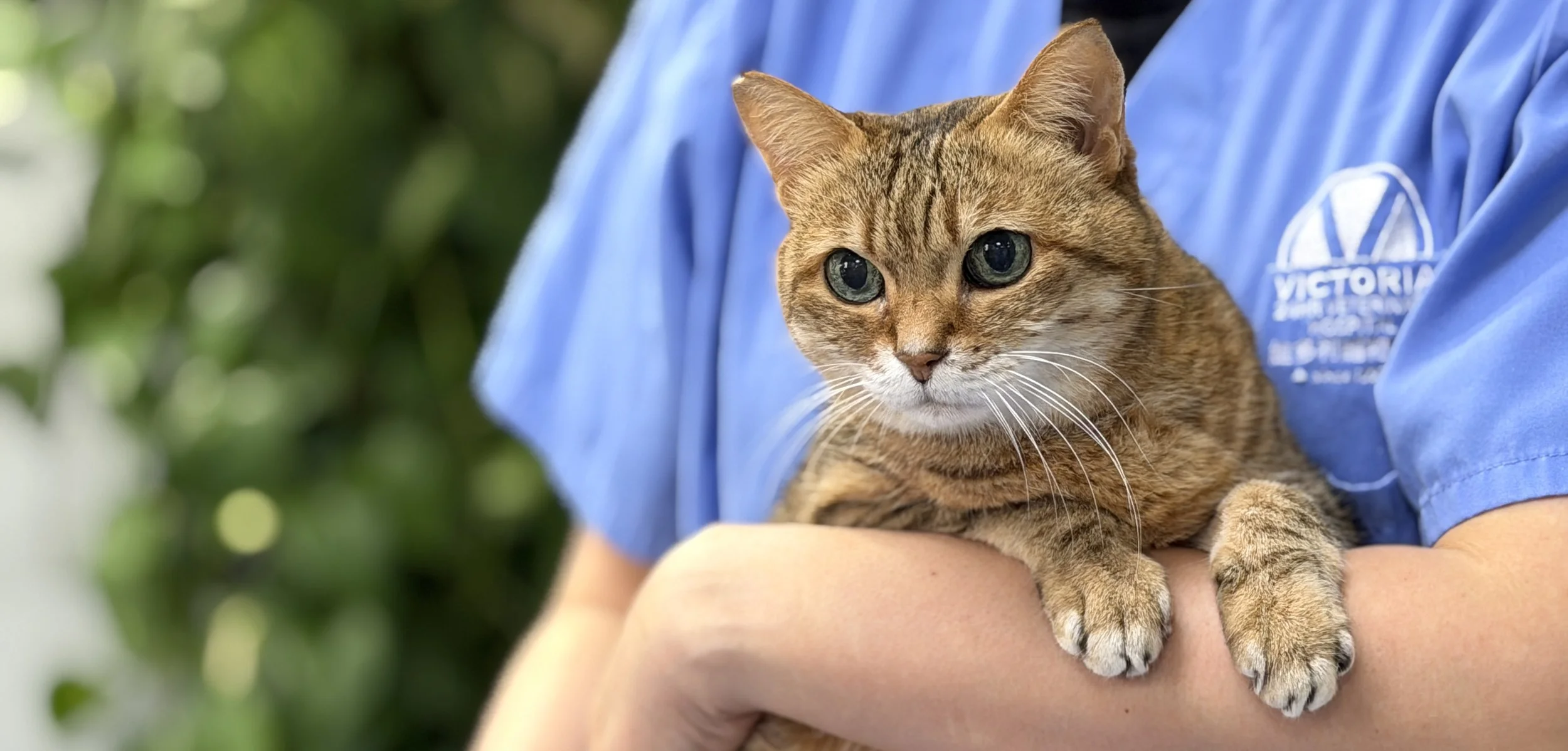 Person in a blue shirt holding a tabby cat outdoors, with a green leafy background.
