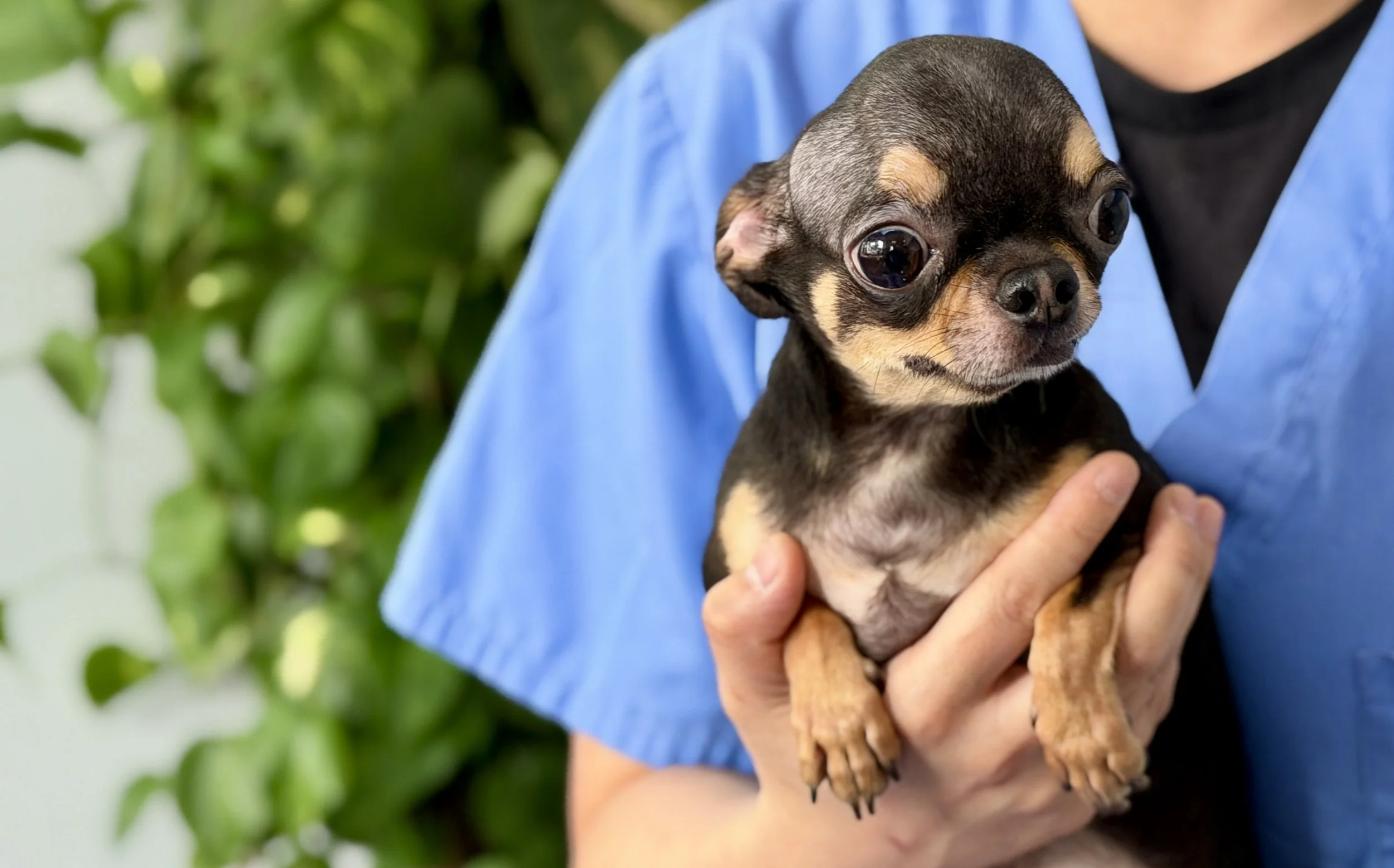 A nurse in blue scrubs holding a small black and tan Chihuahua puppy.