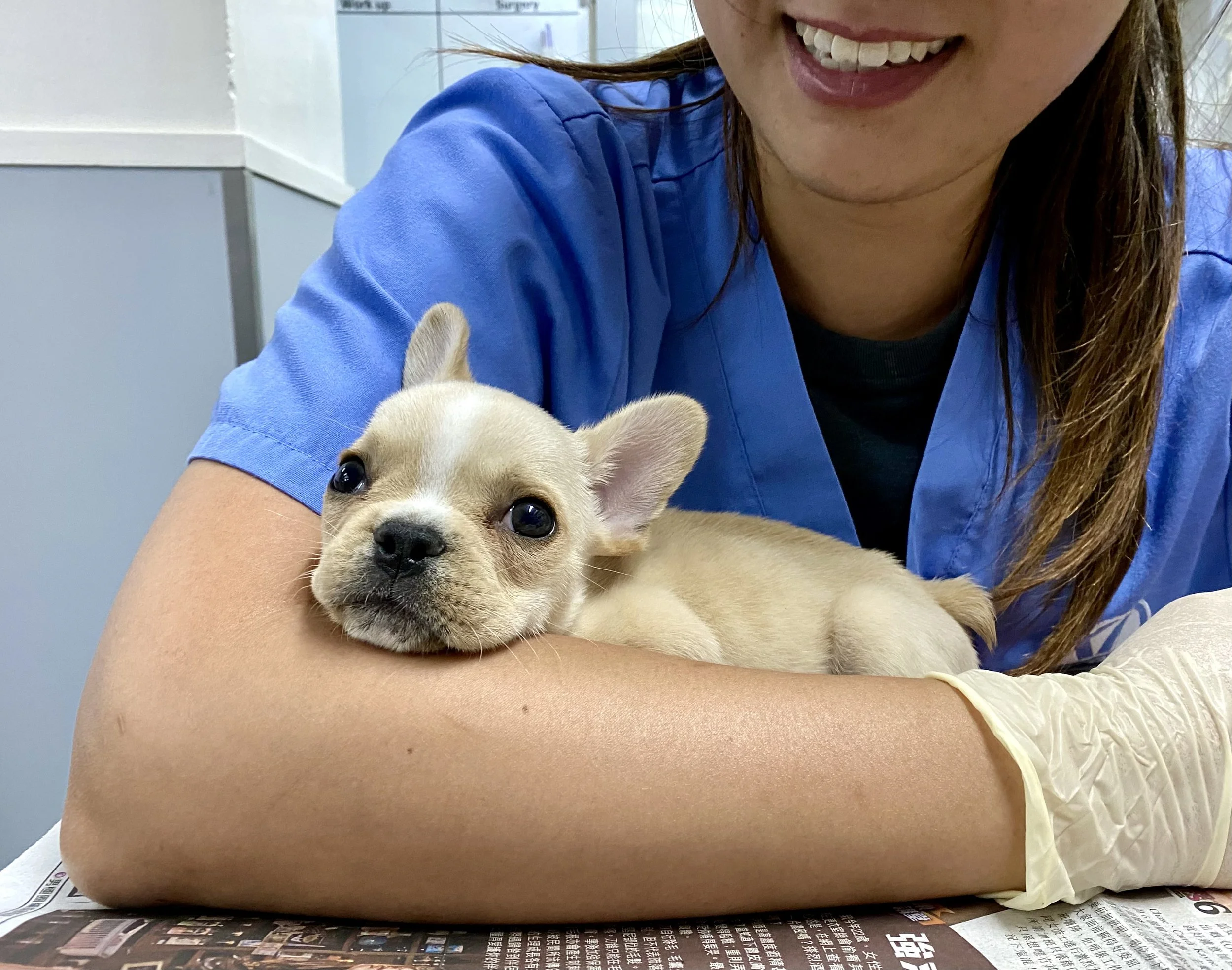 A nurse in blue scrubs holding a small tan french bulldog puppy with big dark eyes, in a veterinary setting.