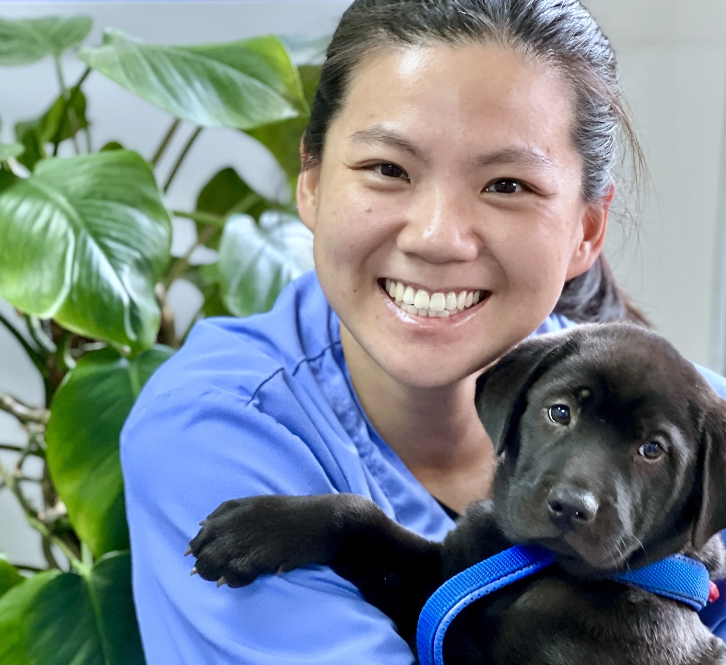 A smiling woman, Tung,  with dark hair pulled back, wearing a blue shirt and a blue collar, holding a black and gray puppy with brown eyes and a blue harness, standing in front of green houseplants.