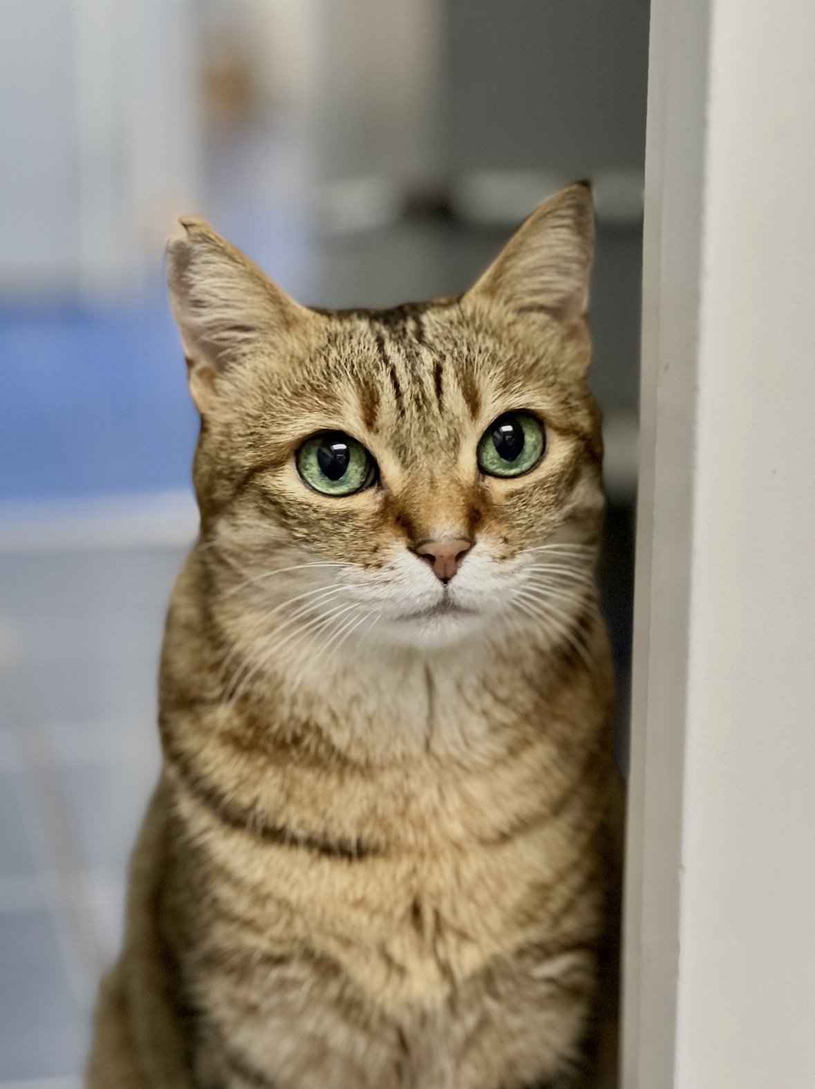 Close-up of a tabby cat, Mimee, with green eyes, peeking out from a narrow opening.