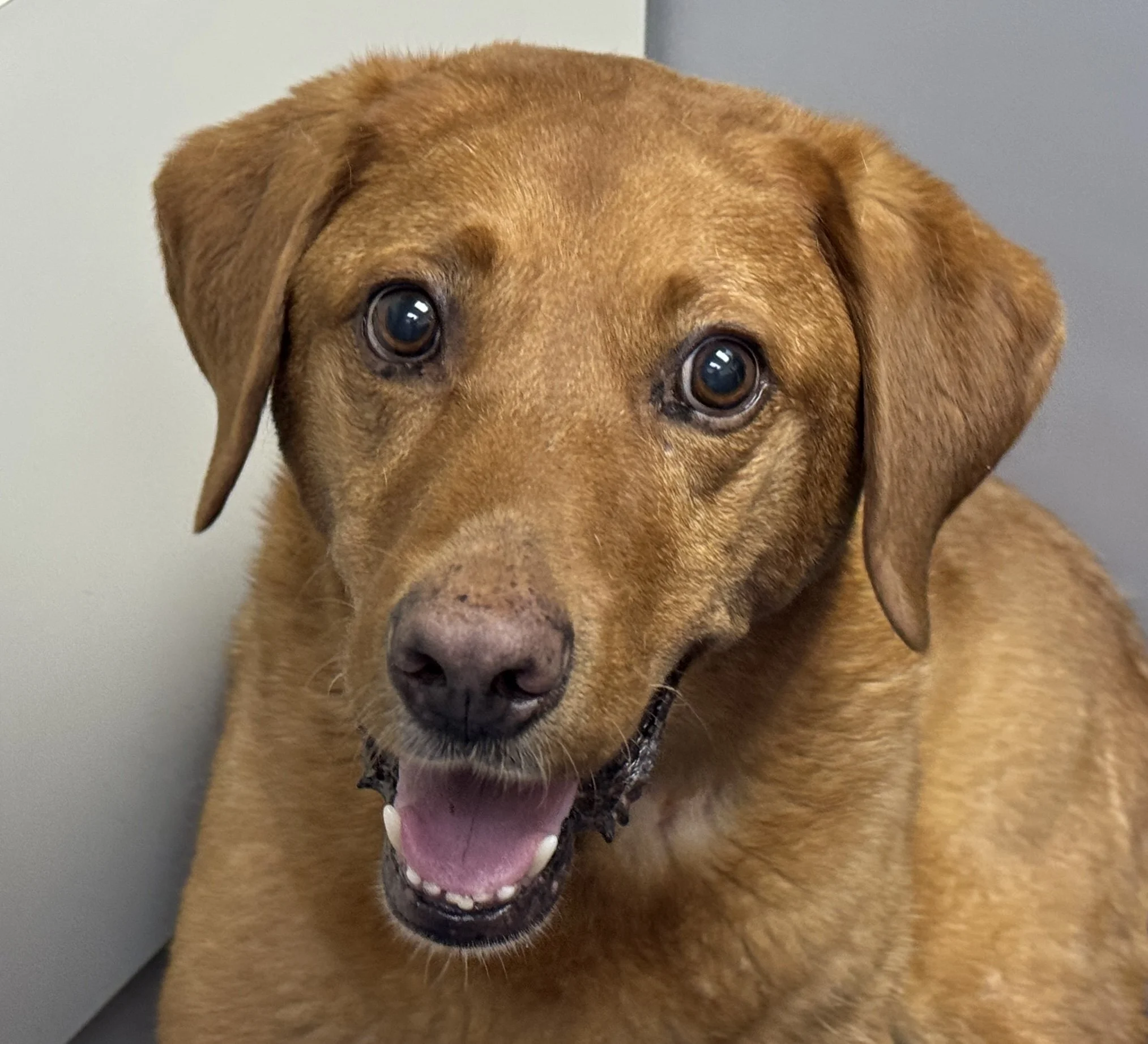 Close-up of a happy brown mongrel dog with bright eyes and an open mouth, showing teeth and tongue.