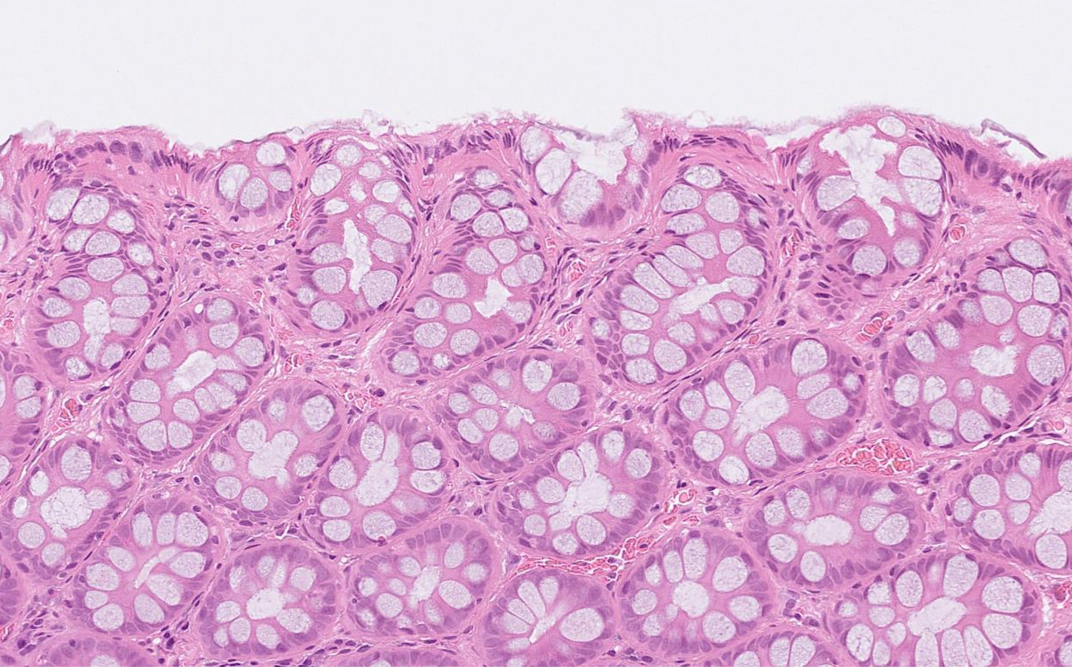 A microscopic examination of different cells and structures.