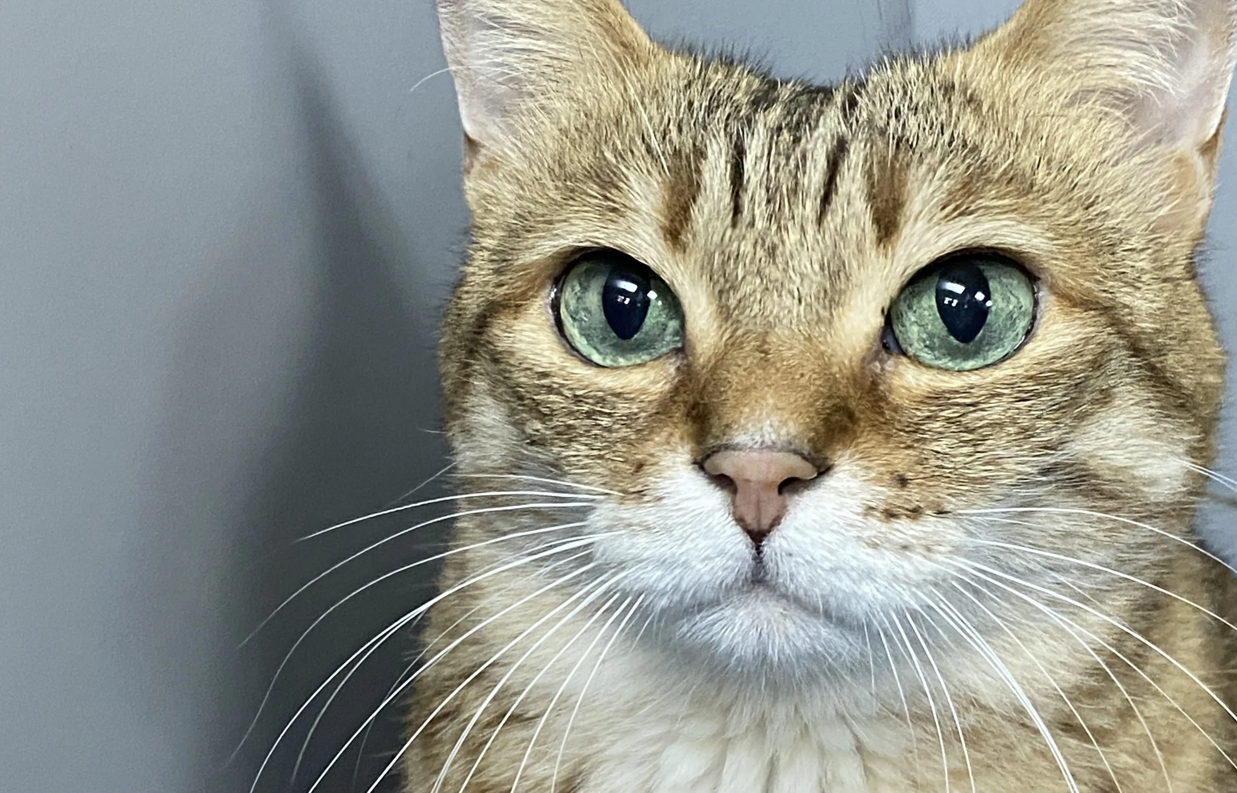 Close-up of a tabby cat with large green eyes, white whiskers, and striped fur, looking directly at the camera.