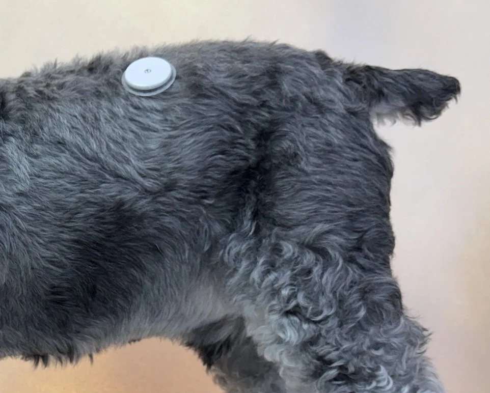 Back of a dog with gray, curly fur and a small, round device attached to its back.