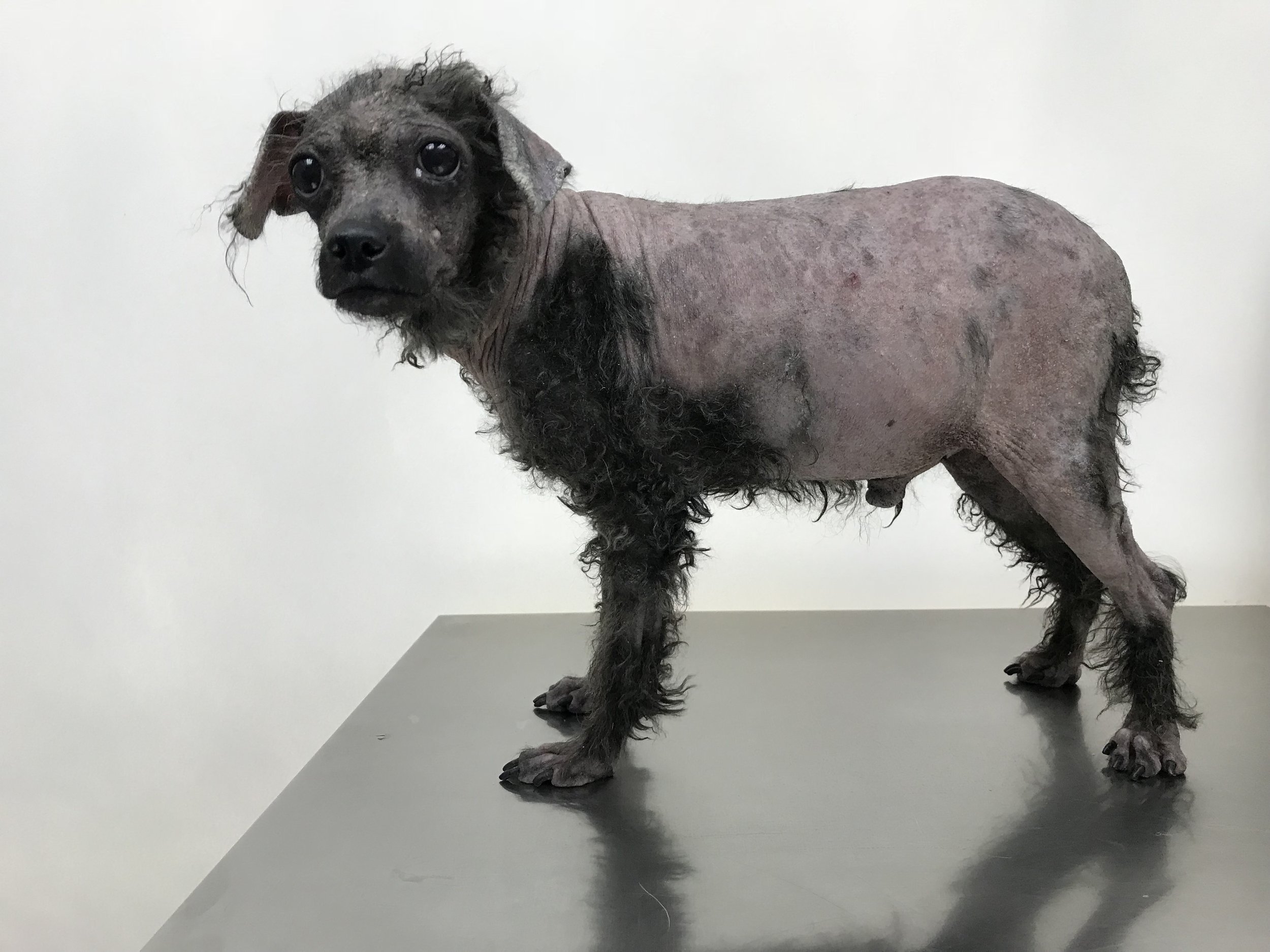 A dog with short hair, large dark eyes, and a tired or sad expression, standing on a gray tabletop against a plain white wall.