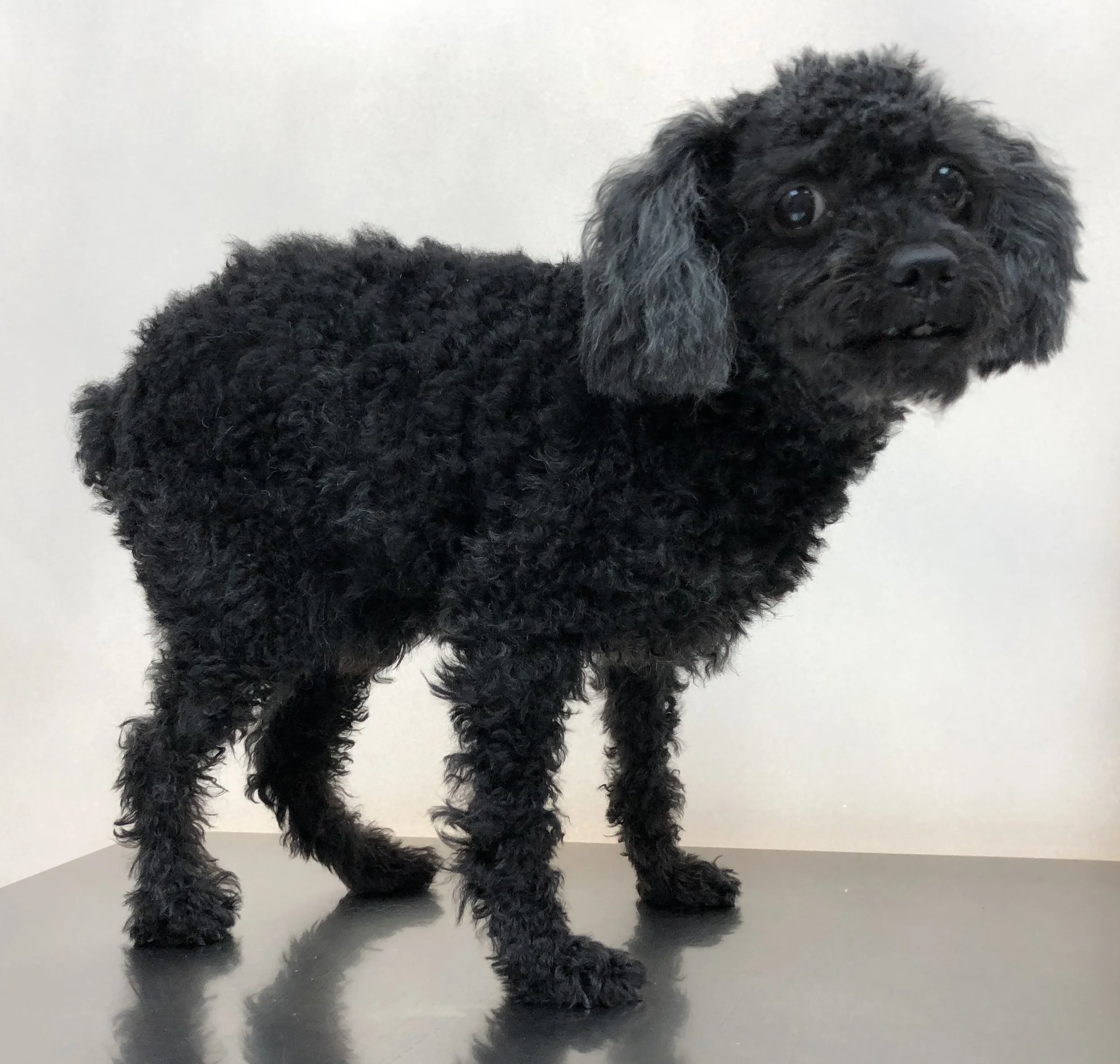 A black, curly-haired toy poodle with long ears standing on a reflective black surface against a white background.