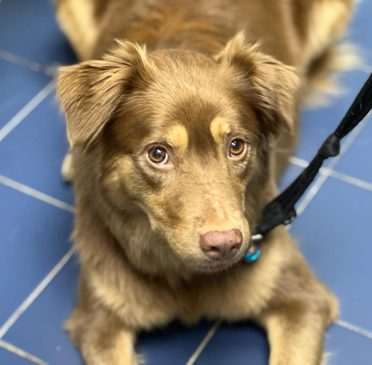 A brown dog with light-colored markings, sitting on a blue tiled floor, looking up with brown eyes, wearing a black harness and blue collar.