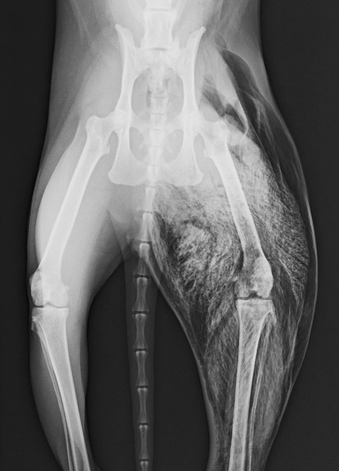 X-ray image of a cat's pelvis and right thigh, showing abnormalities.