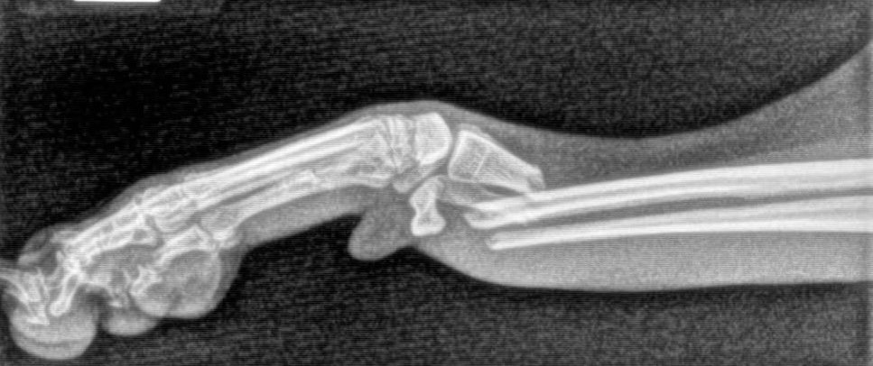 X-ray image of a dog front leg with visible broken bones.
