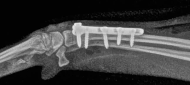 X-ray image of a dog's forearm with surgical screws and a metal plate fixing broken bones.