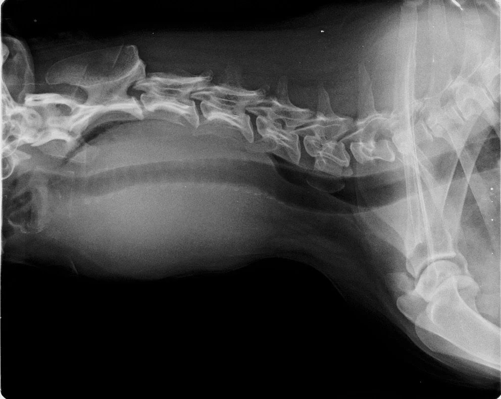 X-ray image of a dog's neck and upper chest, showing the tumour around the neck.