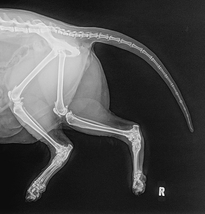 X-ray image of a small animal, likely a cat or dog, showing the spine, ribs, legs, and tail, with hind legs arthritis.