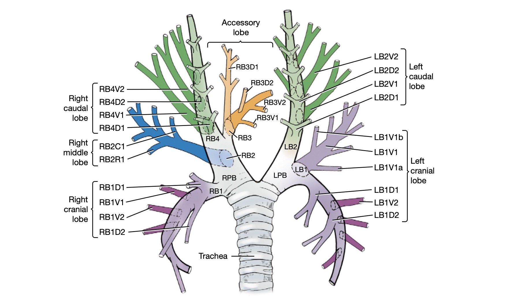 Diagram of the dog bronchial tree showing the right and left lungs, the trachea, and various branches labeled with their anatomical names, including lobes, bronchi, and segmental bronchi, color-coded for clarity.