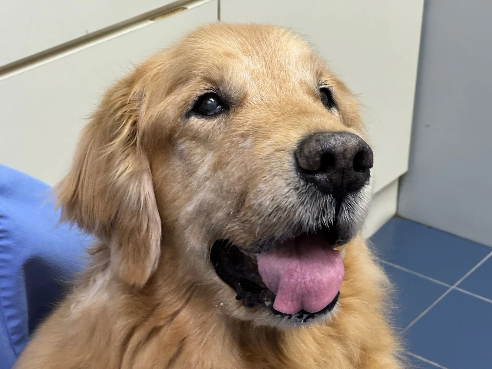 Close-up of a golden retriever dog with a pink tongue, black nose, and expressive eyes, sitting indoors near beige cabinets and blue flooring.