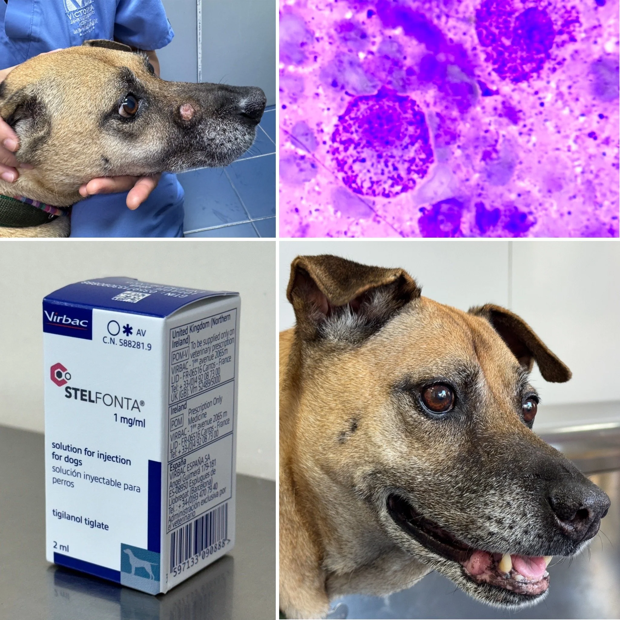 Close-up of a beagle dog with a vet or technician holding its head, and a box of medication named stelfonta. The dog appears to have a skin lesion or growth on its nose.
