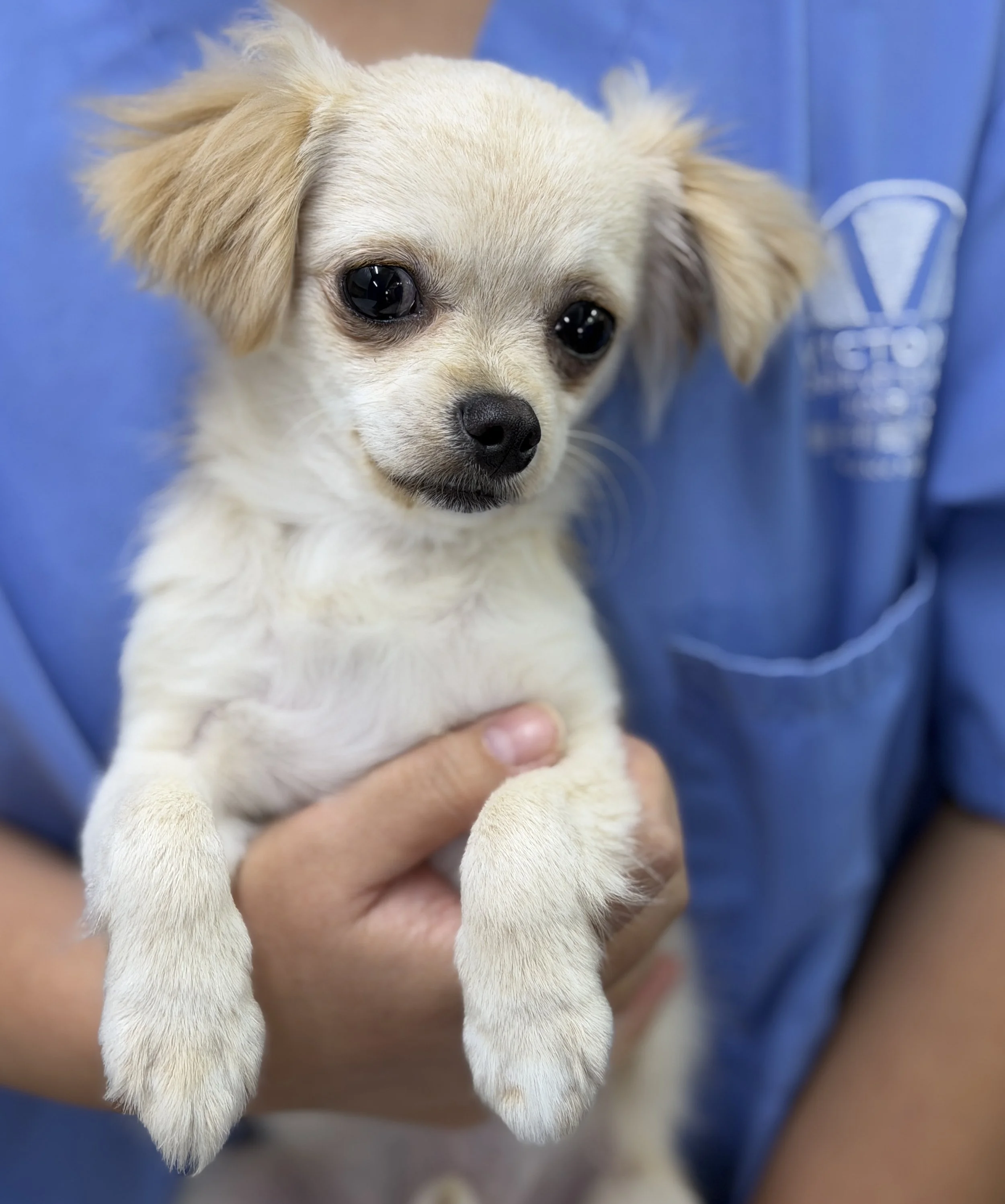 Close-up of a small, light-colored puppy being held by a person wearing a blue shirt with a white design on it.