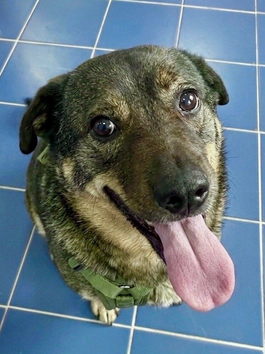 A happy dog with its tongue out, sitting on blue tiled floor.
