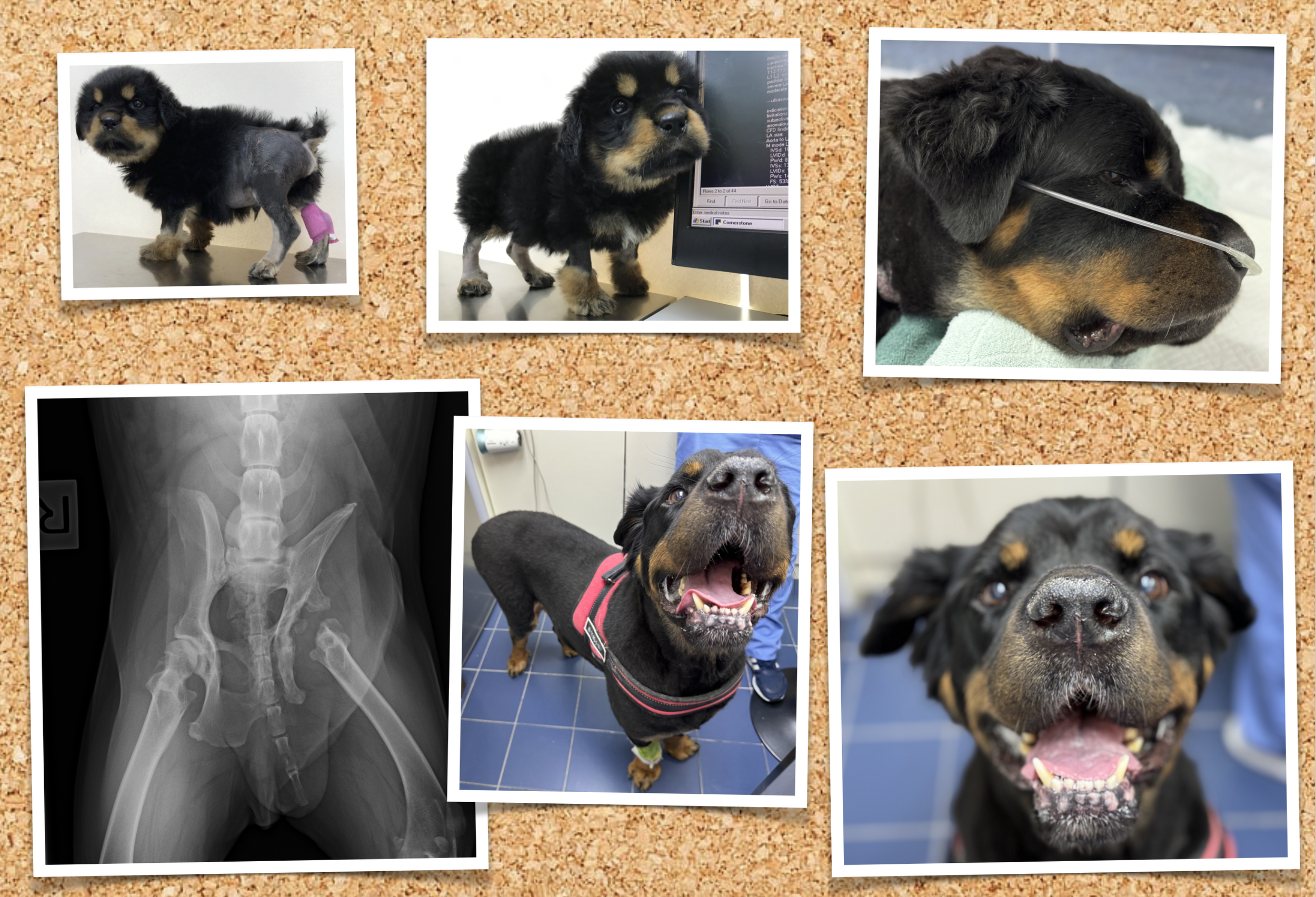 Collage of images featuring a black and tan puppy, including a veterinary visit, a medical exam, and X-ray images of its hips, with a cork board background.