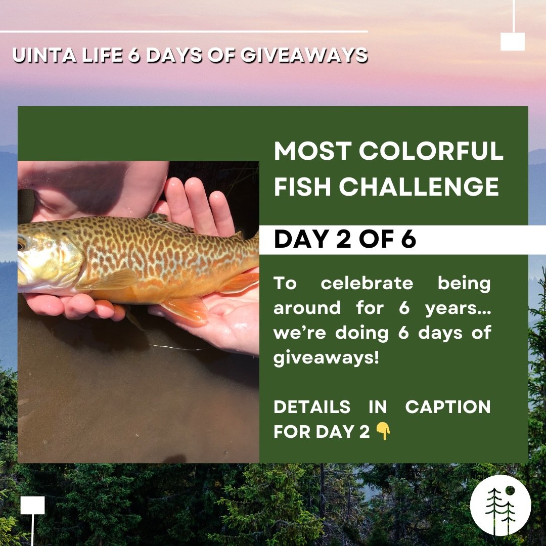 RULES BELOW 👇

Prize: Any Uinta Life Shirt off of uintalife.com

&ndash; Must follow @uintalife
&ndash; Comment what species of fish you&rsquo;re sending
&ndash; DM us a picture of the most COLORFUL fish you&rsquo;ve ever caught (has to be yours!) 
