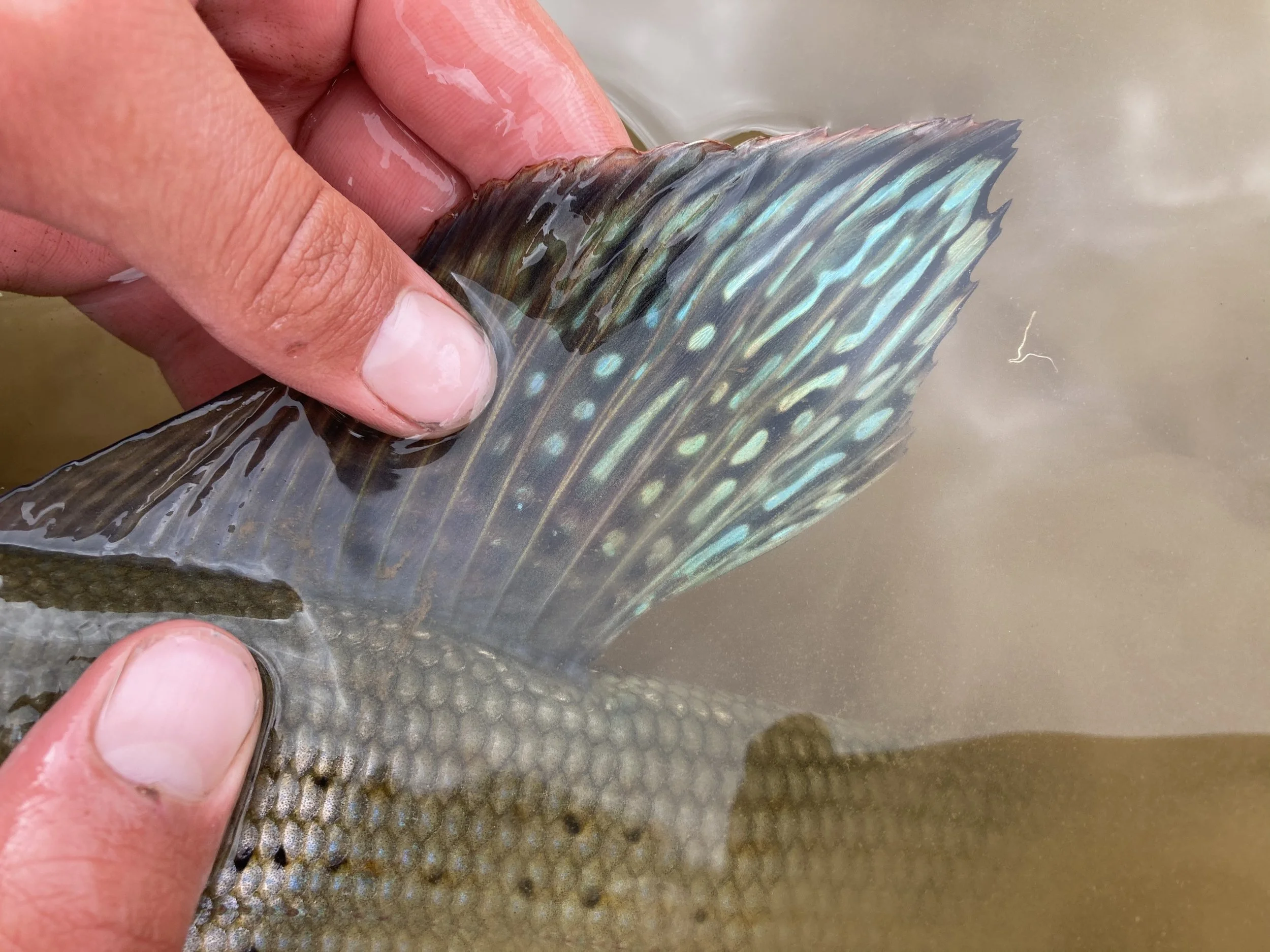 Arctic Grayling caught fly-fishing in the Uinta Mountains